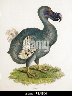 Antike Kupfer Platte Abbildung eines Dodo (Raphys cucullatus) "Zoologische Vorlesungen' von George Shaw, 1809, Ill. von Frau Griffith. Stockfoto