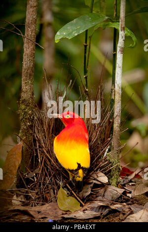 Flamme bowerbird (Sericulus aureus) männlich mit Laube mit Beeren, Papua-Neuguinea Stockfoto