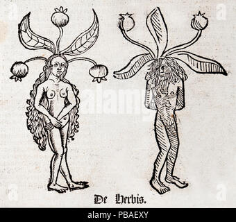 Holzschnitt Abbildung: Alraune (Mandragora) von beiden Seiten des Ortus sanitatis (Hortus) - aus dem Lateinischen übersetzt als 'Garten der Gesundheit' von Jacob Meydenbach, 1491. Er beschreibt Pflanzen und Tiere (sowohl Echtzeit und mythischen) zusammen mit Mineralien und Medizin. Die Mandrake hat eine zerknitterte gegabelte Wurzel der sieht aus wie ein menschlicher Körper. Stockfoto