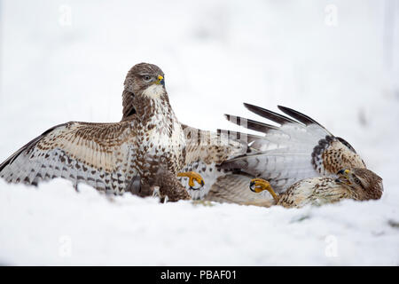 Gemeinsame mäusebussarde (Buteo buteo) kämpfen auf dem Boden im Schnee, Schottland. Januar. Highly Commended im BWPA (British Wildlife Photography Awards) Wettbewerb 2016 Stockfoto