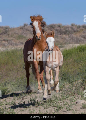 Wild pinto Mustang Stute und Fohlen im Sand Wash Basin, Colorado, USA. Stockfoto