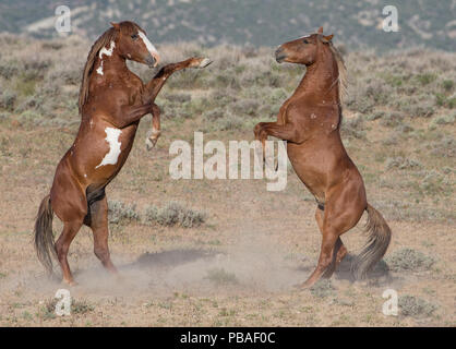 Zwei wilde Mustang pinto Hengste Kampf um die Dominanz im Sand Wash Basin, Colorado, USA. Stockfoto