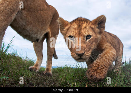 Löwin (Panthera leo) und Jungtier im Alter von ungefähr 2 Monaten schaut neugierig, Masai Mara National Reserve, Kenia. Mit remote Weitwinkel Kamera genommen. Stockfoto