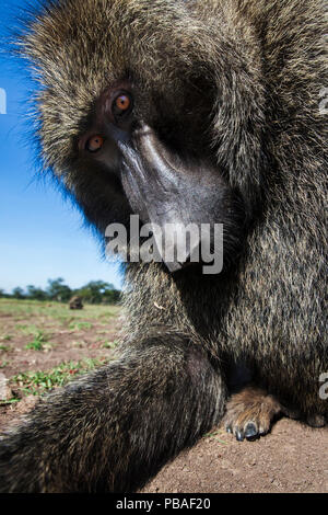 Olive baboon (papio Anubis) männliche Peering in Kamera mit Neugier, Masai Mara National Reserve, Kenia. Mit remote Weitwinkel Kamera genommen. Stockfoto