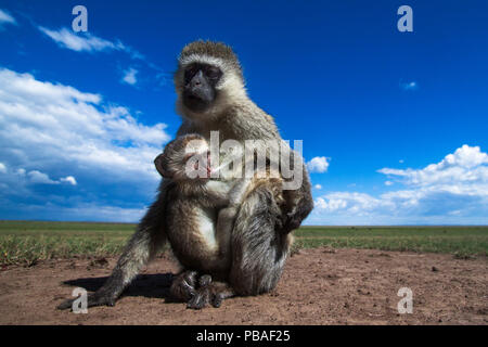 Meerkatze (Cercopithecus aethiops) Frau mit Säugling Baby, Masai Mara National Reserve, Kenia. Mit remote Weitwinkel Kamera genommen. Stockfoto