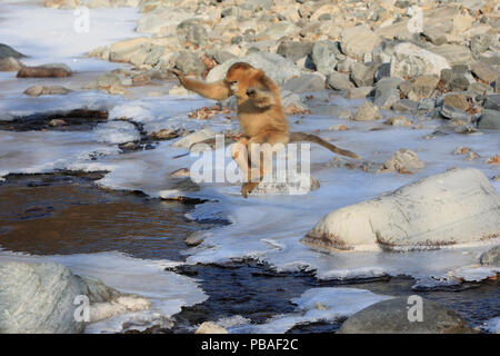 Golden monkey (Rhinopithecus roxellana) Sprung über einen gefrorenen Stream, Qinling Mountains, China. Folge 3 der 7. Stockfoto