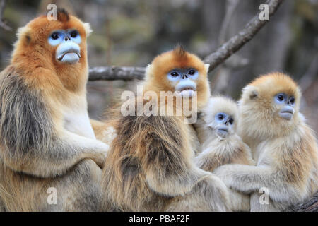 Golden monkey (Rhinopithecus roxellana) Gruppe von männlichen und weiblichen mit der Kinder- und Jugendkriminalität, Qinling Mountains, China. Stockfoto