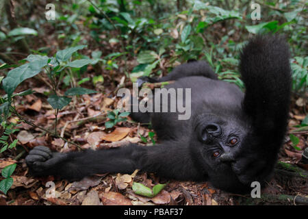 Westlicher Flachlandgorilla (Gorilla gorilla Gorilla) verwaiste Kinder Alter 5 Jahre ruhen, PPG Wiedereinführung Projekt von Aspinall Foundation, bateke Plateau National Park, Gabun, Juni 2011 verwaltet Stockfoto