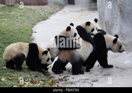 Panda (Ailuropoda lalage) Weibliche und drei jugendliche Alter von eineinhalb Jahren. Chengdu Panda Aufzuchtzentrum, Sichuan, China. Stockfoto