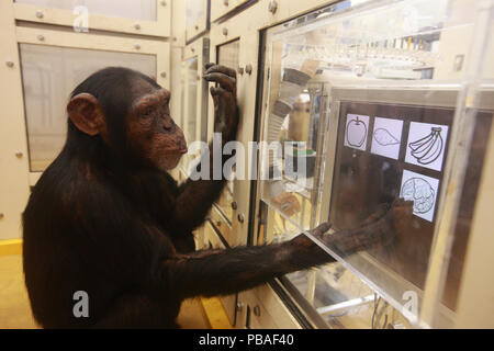 Schimpanse (Pan troglodytes) in Zeichnung versus Foto Anerkennung Experiment, der Universität Tokyo, Japan Stockfoto