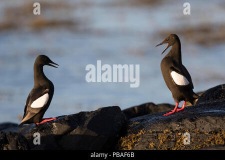 Gryllteiste (Cepphus Grylle) Umwerbung Skjaervaer Insel Vega Schären NORWEGEN Guillemot à Miroir (Cepphus Grylle) paradant Ile de NORVEGE Skjaervaer Archipel Vega Stockfoto