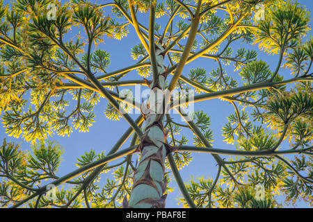 Low Angle View von Jahrhundert Agave (Agave americana). Pasadena, Kalifornien, USA, Juli. Stockfoto