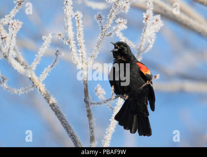 Red-winged blackbird (Agelaius phoeniceus) männlichen Gesang von Eis bedeckt Zweig im frühen Frühjahr, Ithaca, New York, USA. Stockfoto