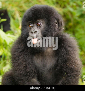 Mountain Gorillas (Gorilla beringei beringei) Baby heraus haften Zunge, Volcanoes National Park / Parc National des Volcans, Ruanda. Stockfoto