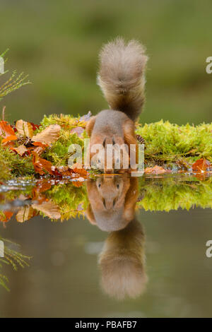 Eichhörnchen (Sciurus vulgaris) das Trinken von Wasser, Black Isle, Schottland, Großbritannien. Oktober Stockfoto