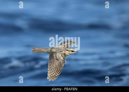 Europäische nightjar (Caprimulgus europaeus) im Flug über das Meer, Oman, Oktober Stockfoto