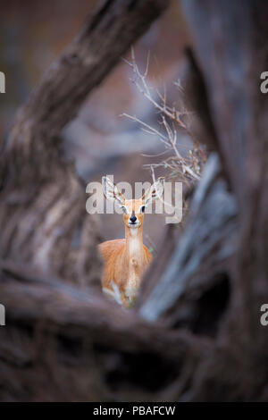 Steinböckchen (Raphicerus campestris) Weibliche stehend durch einen umgestürzten Baum gerahmt, Mapungubwe National Park, Limpopo Provinz, Südafrika. Stockfoto