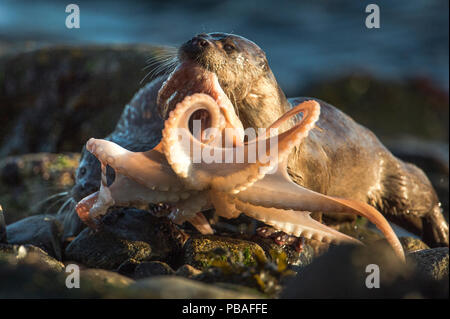 Europäischer fluss Fischotter (Lutra lutra) Weiblich, Octopus an Land für junges, Shetlandinseln, Schottland, Großbritannien, Oktober. Stockfoto