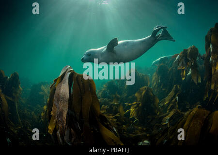 Kegelrobbe (Halichoerus grypus) Schwimmen über Kelp Forest, Shetlandinseln, Schottland, UK, August. Stockfoto