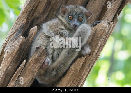 Ankarana sportive Lemur (Lepilemur Ankaranensis), Ankarana Nationalpark, Madagaskar Stockfoto