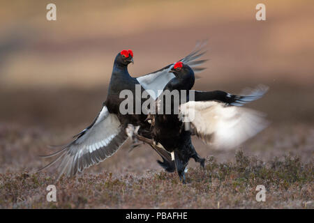 Zwei Birkhuhn (Tetrao tetrix) Männer kämpften bei Lek, Deeside, Cairngorms National Park, Schottland, UK, Mai. Stockfoto