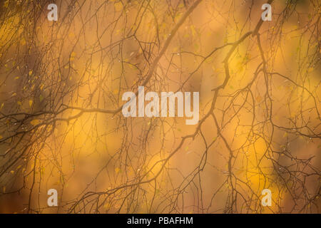 Zusammenfassung der herbstlichen Silber Birke (Betula pendula), Cairngorms National Park, Schottland, Großbritannien, Oktober. Stockfoto