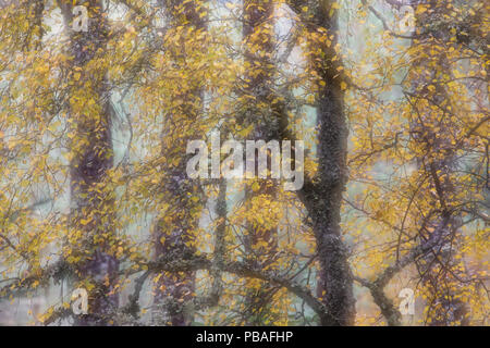 Zusammenfassung der herbstlichen Silber Birke (Betula pendula) Woodland, Cairngorms National Park, Schottland, Großbritannien, Oktober. Stockfoto