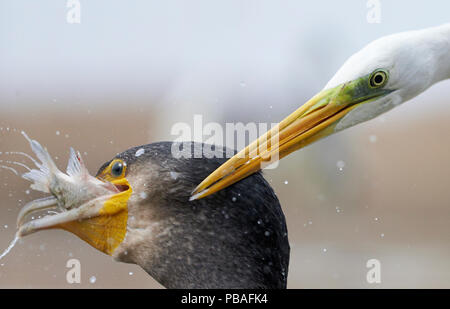 Kormoran (Phalacrocorax carbo) und Silberreiher (Egretta alba) über Fische fangen, Ungarn kämpfen, Januar Stockfoto