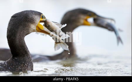 Kormorane (Phalacrocorax carbo) Zwei mit gefangenen Fisch in ihren Schnäbeln, Ungarn Januar Stockfoto