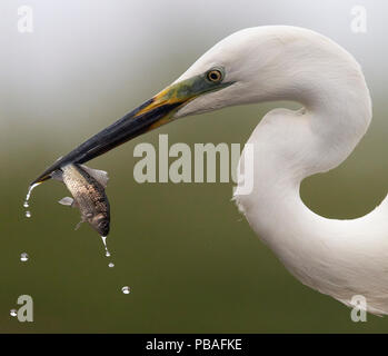 Silberreiher (Egretta alba) mit Fisch im Schnabel, Ungarn Stockfoto