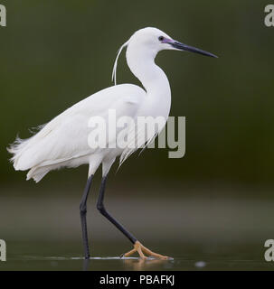 Seidenreiher (Egretta garzetta) Ungarn können Stockfoto