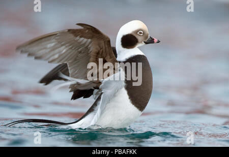 Eisente (Clangula hyemalis) männliche Flattern an der Oberfläche, Vardo, Norwegen März Stockfoto