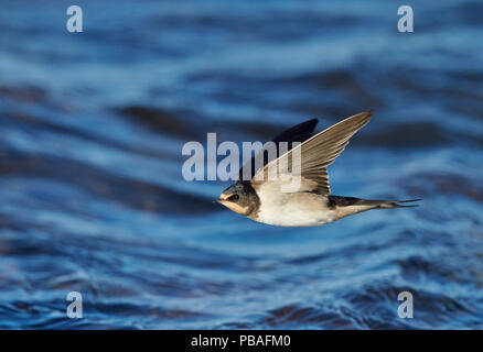 Schlucken (Hirundo rustica) juvenile Fliegen knapp über dem Meeresspiegel, Uto Finnland Juli Stockfoto