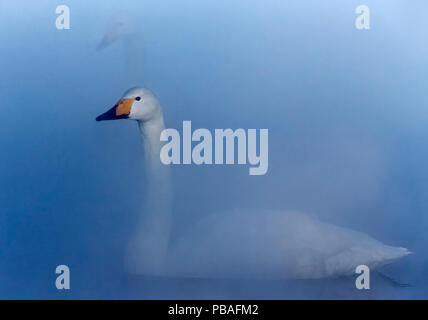 Singschwan (Cygnus Cygnus) schwimmen auf dem Wasser im Nebel, Hokkaido, Japan Februar Stockfoto