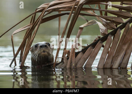 Fluss neotropischer Fischotter (Lontra longicaudis) in Wasser, Halbinsel Nicoya, Costa Rica, März 2015. Stockfoto