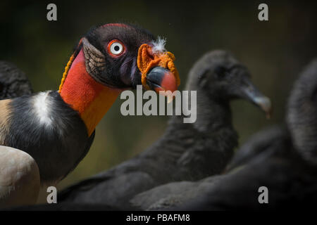 King Vulture (Sarcoramphus Papa) mit schwarzen Geier (Coragyps atratus) hinter, Halbinsel Nicoya, Costa Rica, März. Stockfoto