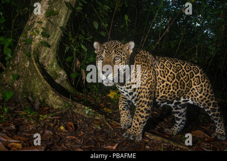 Jaguar (Panthera onca) Kamera trap Bild, Nationalpark Tortuguero, Costa Rica. Stockfoto