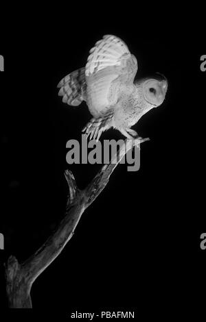 Schleiereule (Tyto alba), Infrarotlicht, Frankreich, Januar. Stockfoto