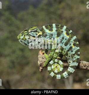 1001 Chamäleon (Chamaeleo Arabicus) im Baum, Oman, November Stockfoto