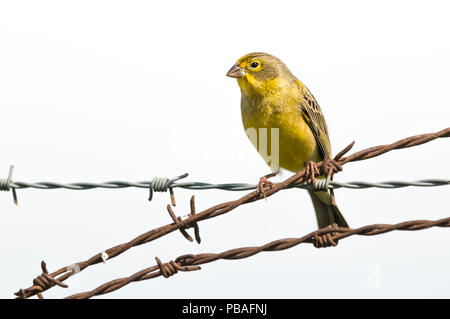 Safran Finch (Sicalis flaveola) auf Stacheldraht, La Pampa, Argentinien Stockfoto