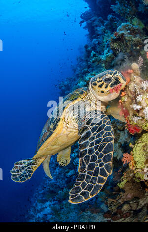 Karettschildkröte (Eretmochelys imbricata) Männliche chomps auf weichen Korallen. Jackson Reef, Sinai, Ägypten. Strasse von Tiran, Rotes Meer. Stockfoto