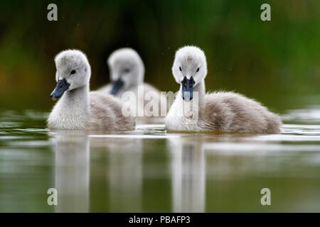 Höckerschwan (Cygnus olor) cygnets auf Wasser, Lac de Saint Point, Franche Comte, Frankreich, Mai Stockfoto