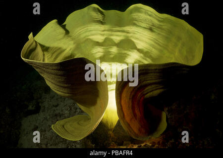 Gelbe Elefanten ohr Schwamm (Ianthella basta) mit einzigartigen Beleuchtung zu einer Skulptur, Hornbill Kanal in der Milne Bay, Papua Neuguinea ähneln. Stockfoto