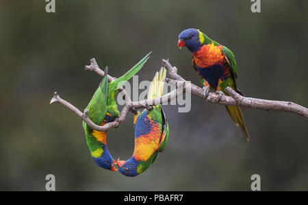 Drei rainbow Fledermauspapageien (trichoglossus Moluccanus) Anzeige auf einen Ast. Werribee, Victoria, Australien. Stockfoto