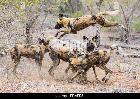 Packung mit Afrikanische Wildhunde (Lycaon pictus) spielen, Motswari Game Reserve, Südafrika. Stockfoto