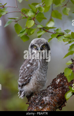 Junge Northern Hawk Owl (Surnia Ulula). Finnland. Juni. Stockfoto
