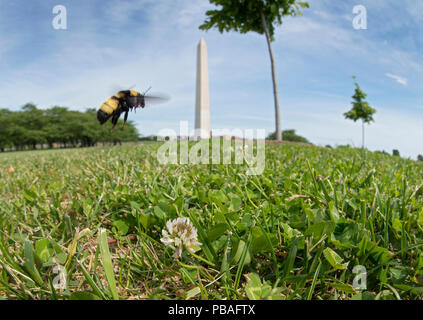 Schwarz und gold Hummel (Bombus auricomus) fliegt vor dem Washington Monument auf der National Mall in Washington DC, USA. Stockfoto