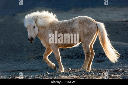 Isländer, Snaefellnes, Island. Stockfoto