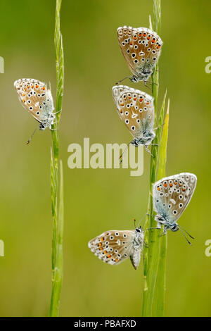 Fünf Adonis blaue Schmetterlinge (Polyommatus bellargus), Regionaler Naturpark Brenne, Frankreich, Mai. Stockfoto