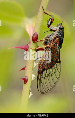 New Forest Zikade (Cicadetta montana) Eier auf Hund-Rose (Rosa cania), Vaucluse, Frankreich, Juni. Stockfoto